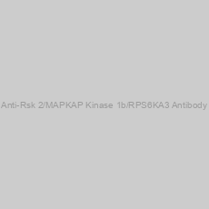 Image of Anti-Rsk 2/MAPKAP Kinase 1b/RPS6KA3 Antibody